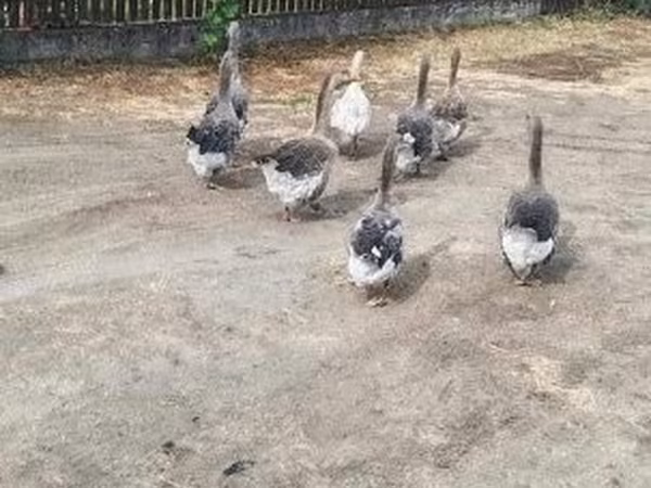 Geese
