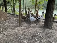 Ducks — photo 1