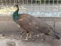 Chickens — Foto 6