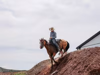 Pastuv, Quarter Horse — fotografija 8