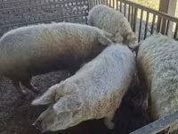 मादा सूअर, Мангалица — फ़ोटो 1