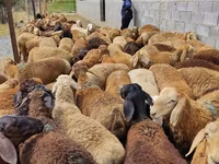 Sheep, Sheep — photo 1