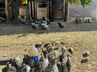 Guinea fowl — fotografija 2