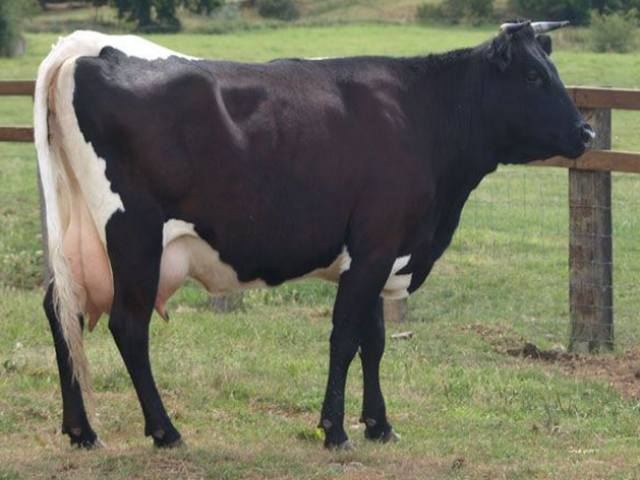 Aulieatinska rasa