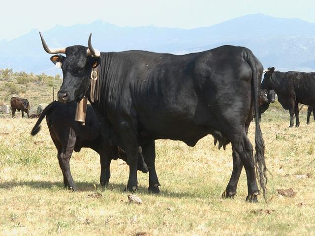 Avilenja-negra Iberika