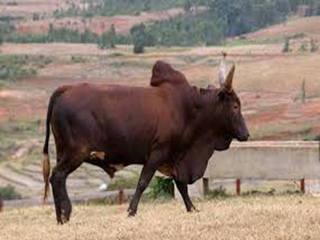 Azerbejdžanski zebu