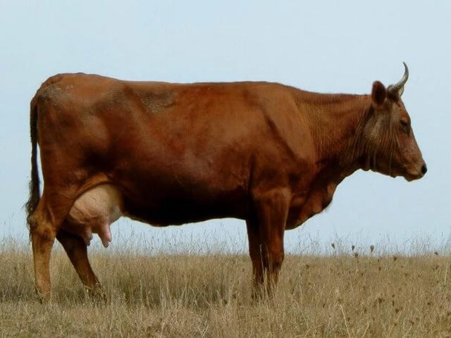 Bestuževska rasa