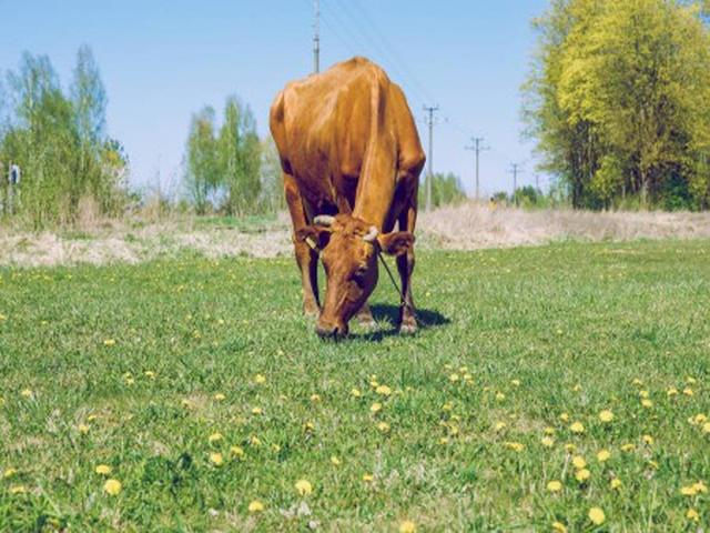 Smeđa karpatska rasa