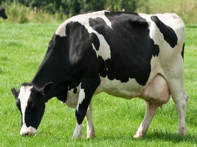 Holštajnska rasa