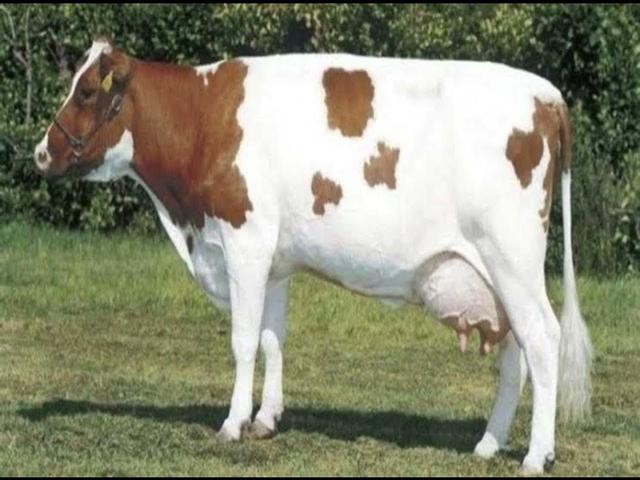 Маас-Реин-Исел
