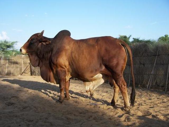 Rathi cattle