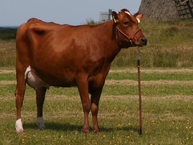 Danska crvena krava