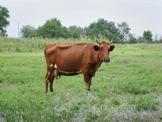 Crvena tambovska krava