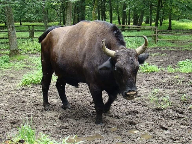 Žubronj
