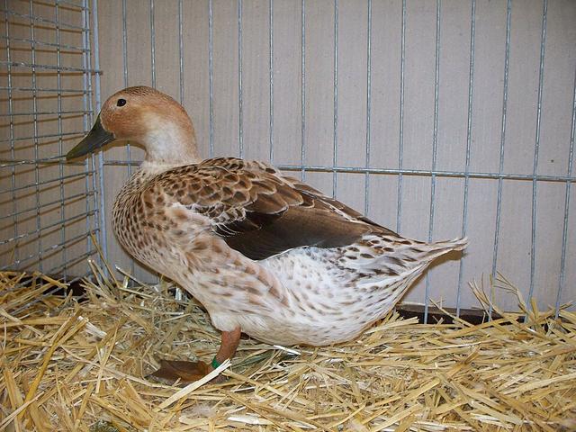 Velški harlekin