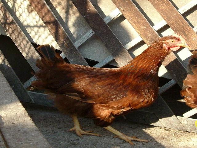 Stara Zagora crvena