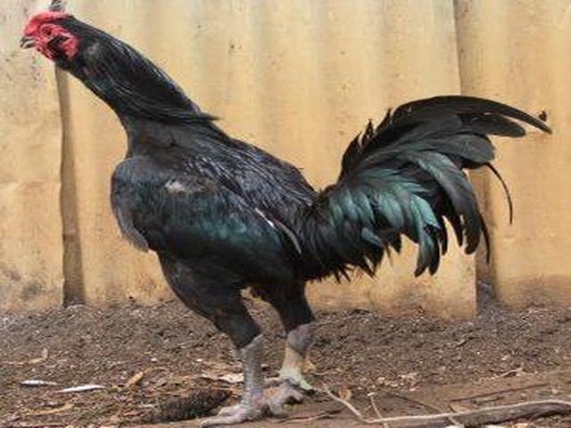 Australijska pit borbena kokoš