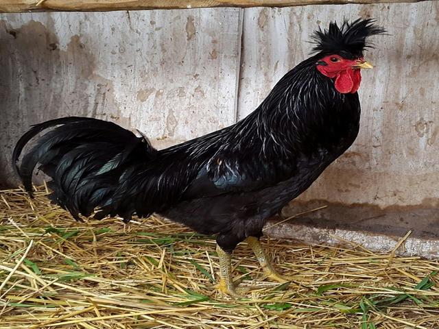 Kosovski dugokukurikavac