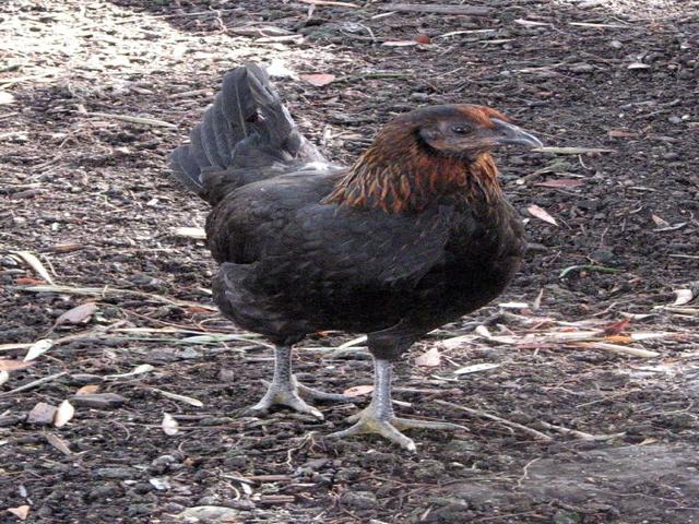Američka borbena