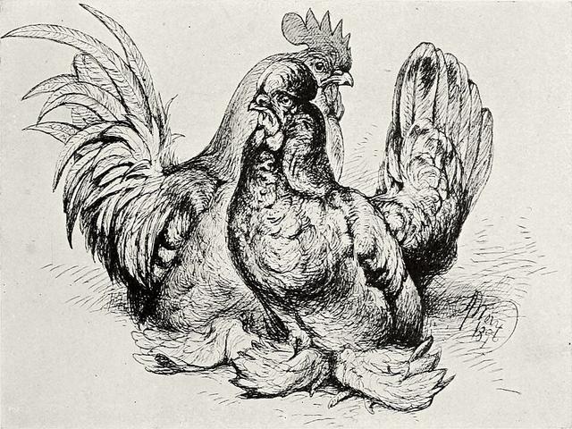 Burmanski Bantam
