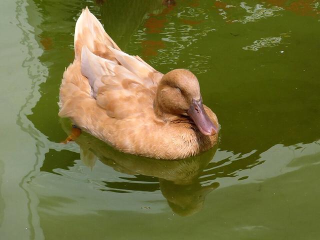 Švedska žuta