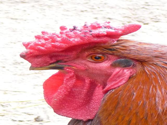 Derbiširska crvenokapa