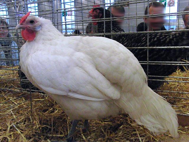Alzasijen