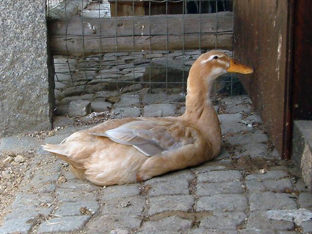 Saksonija