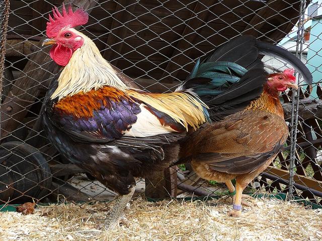 Stara engleska borbena bantam