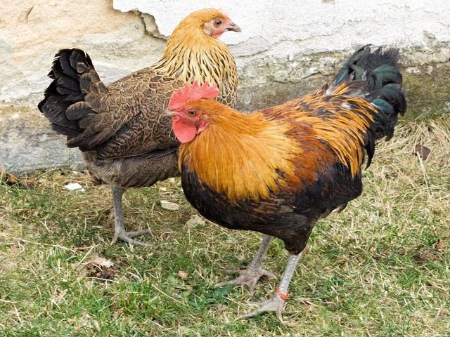 Češka zlatoprlasta kokoš