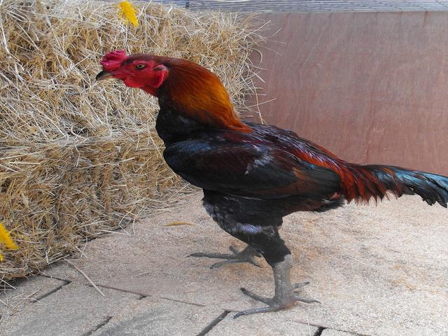 Australijska borbena