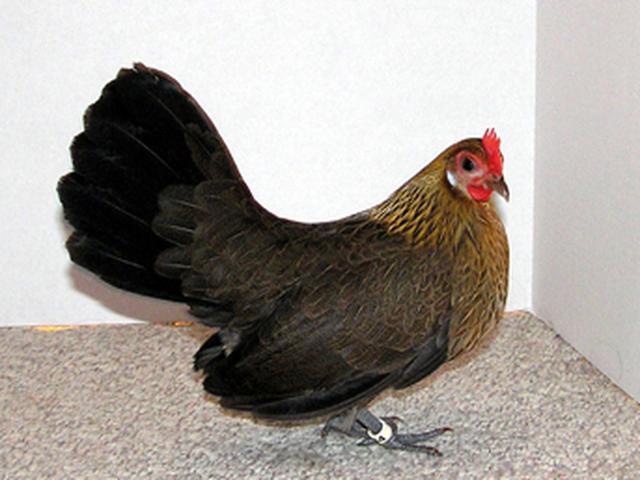 Holandski bantam