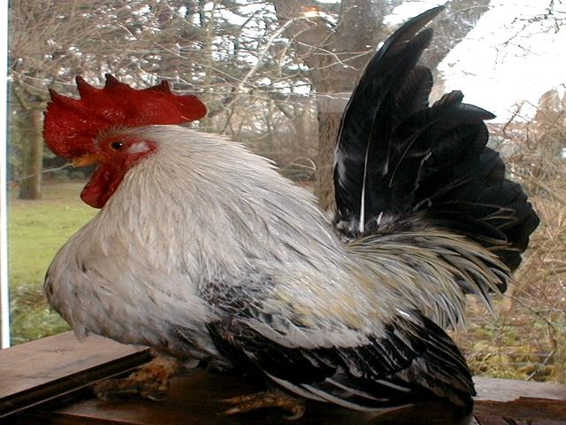 Japanski bantam