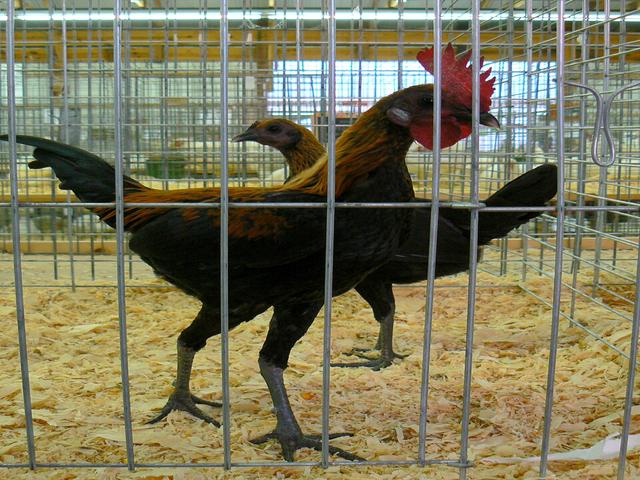 Moderna borbena