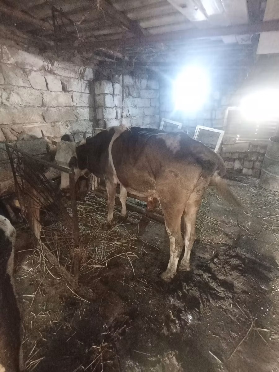 Simmental cattle