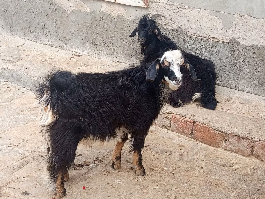 Angora goats