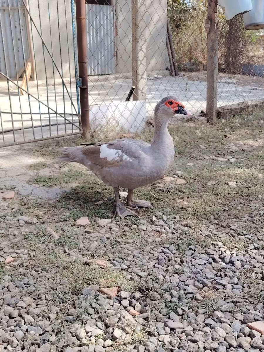 Istočna Indija