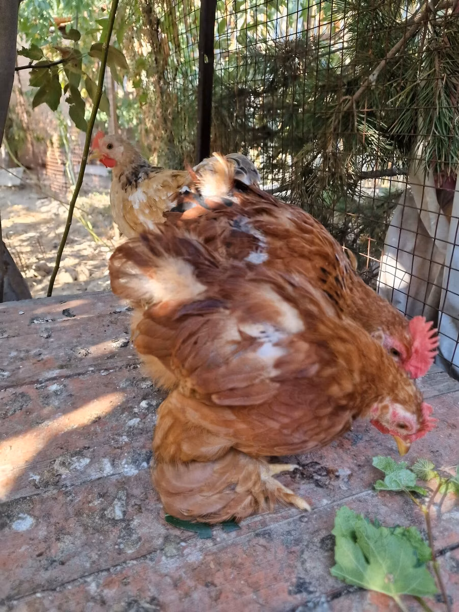 Pekin Bantam
