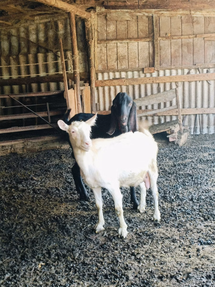 Kamori goats