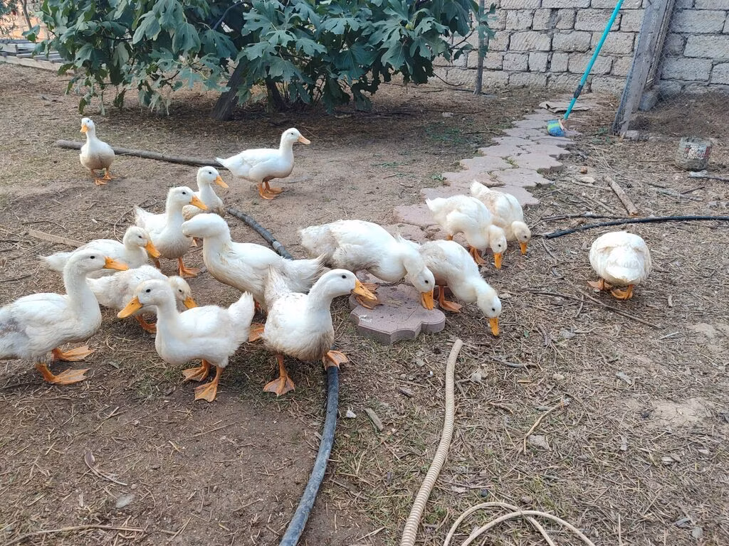 Američki pekin