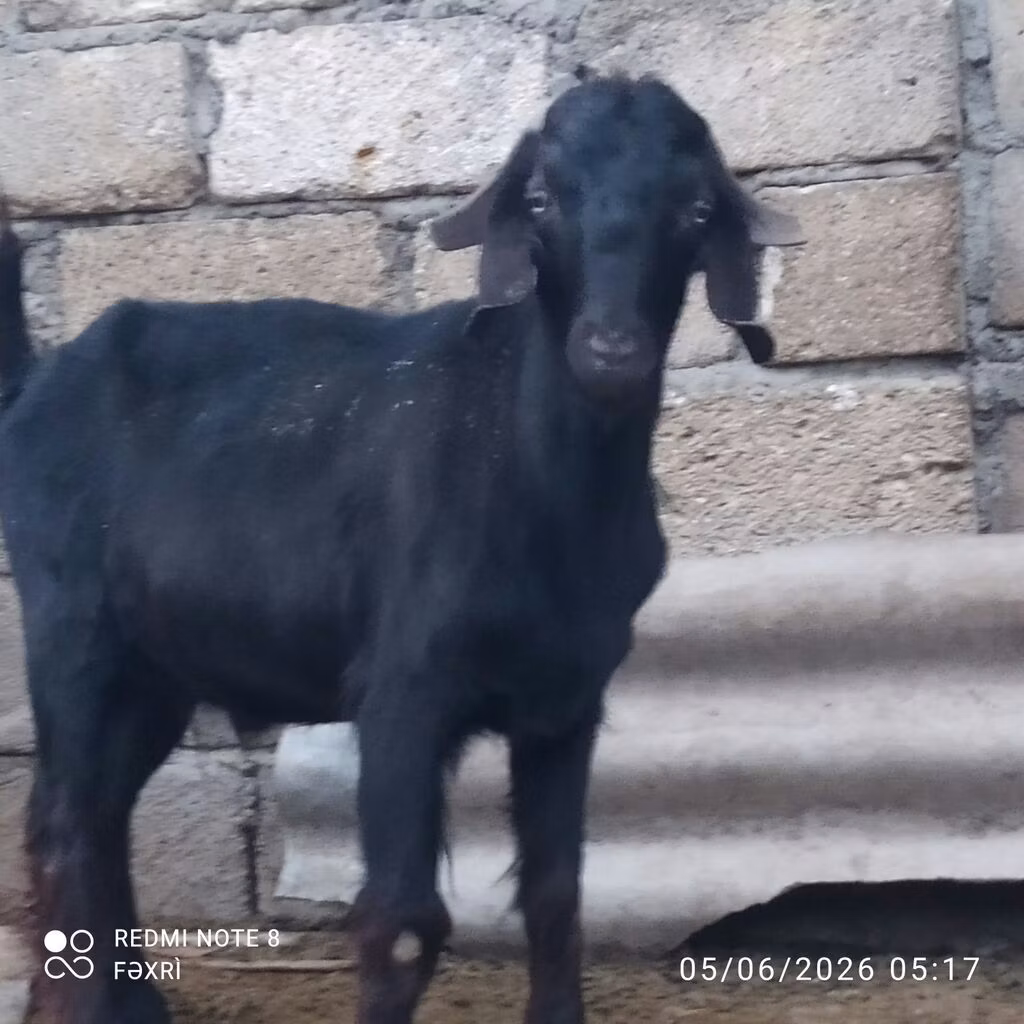 Anatolian Black goats