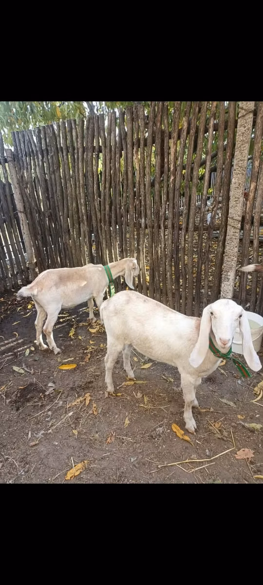 Nubian Goat