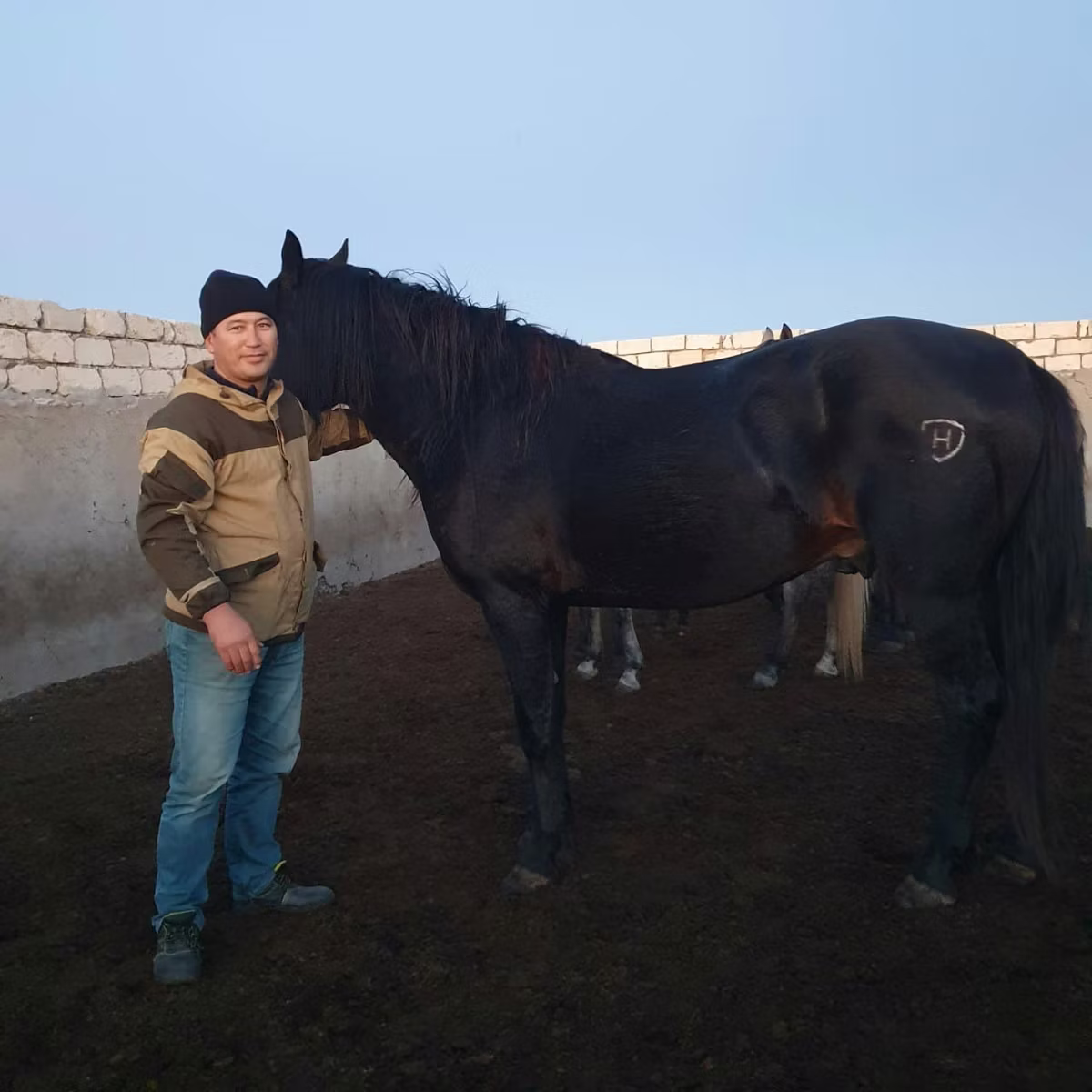 Kushum Horse