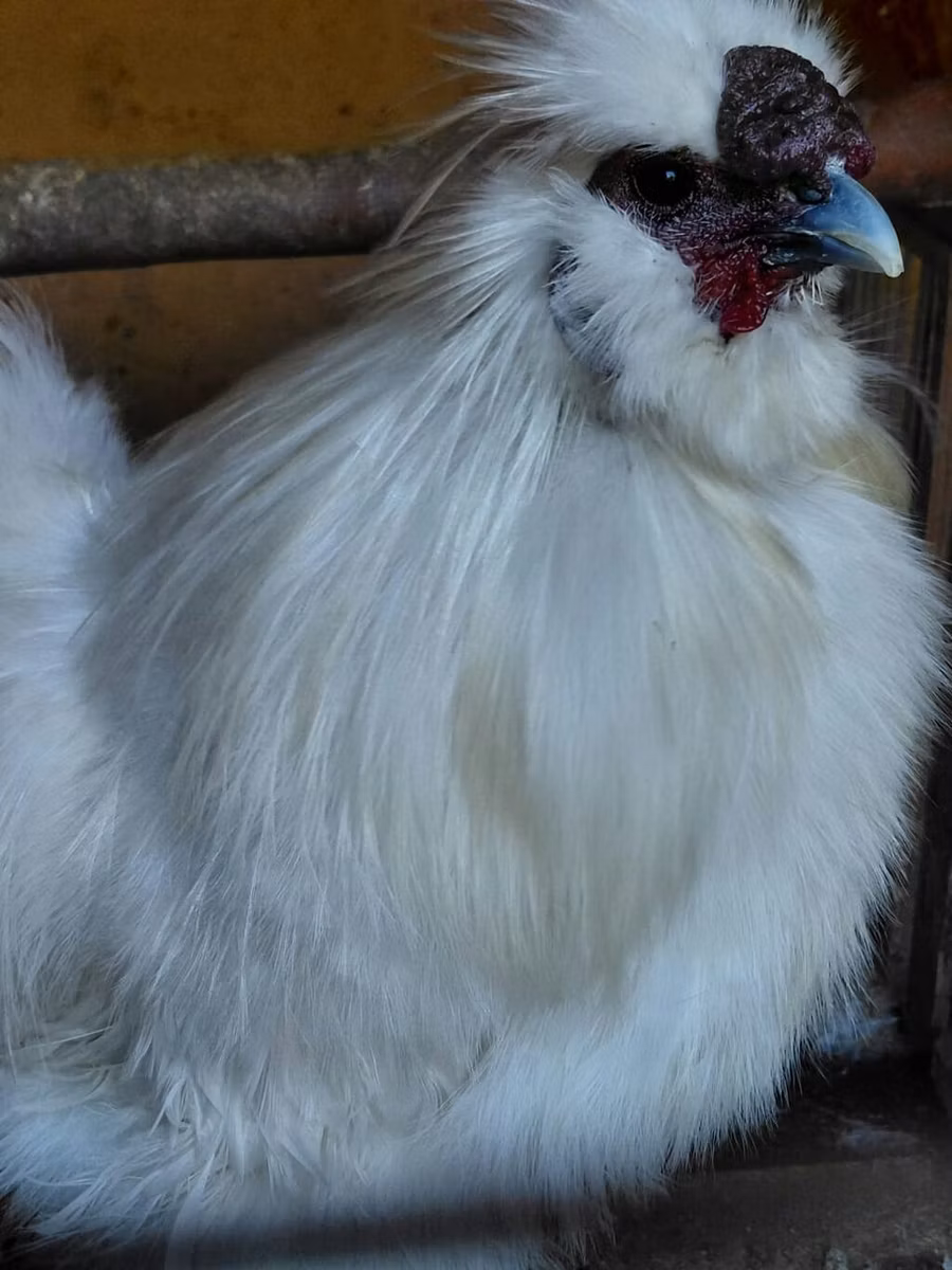 Svilenka
