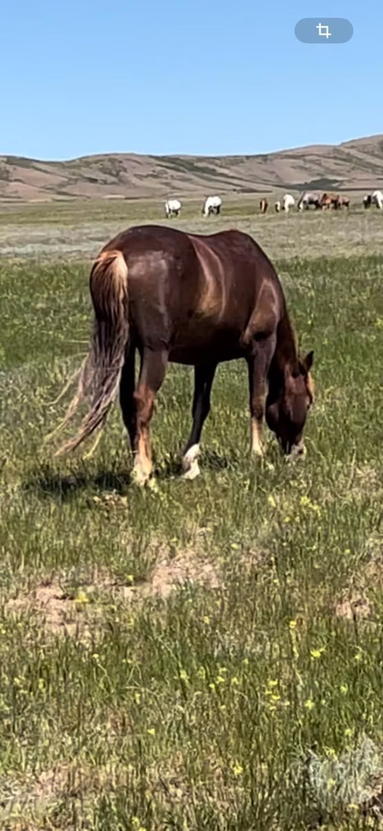 Kazakh horse