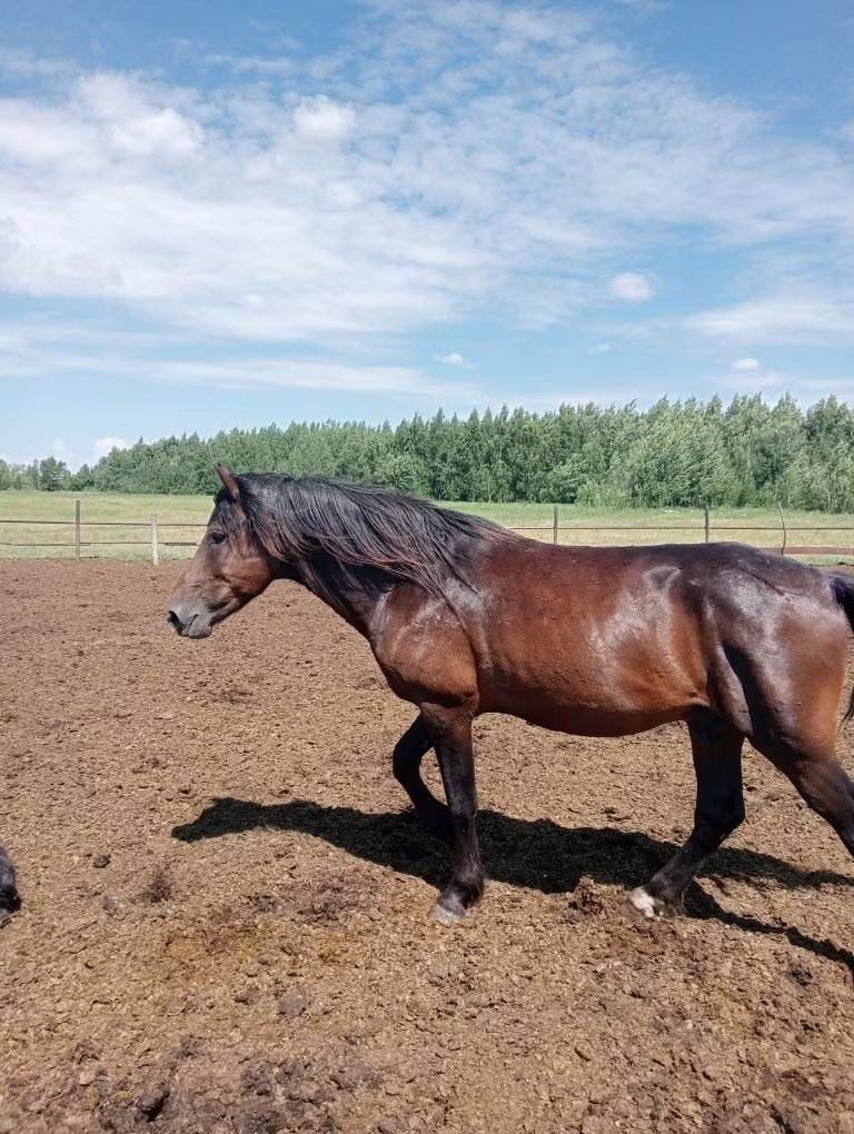 Kushum Horse