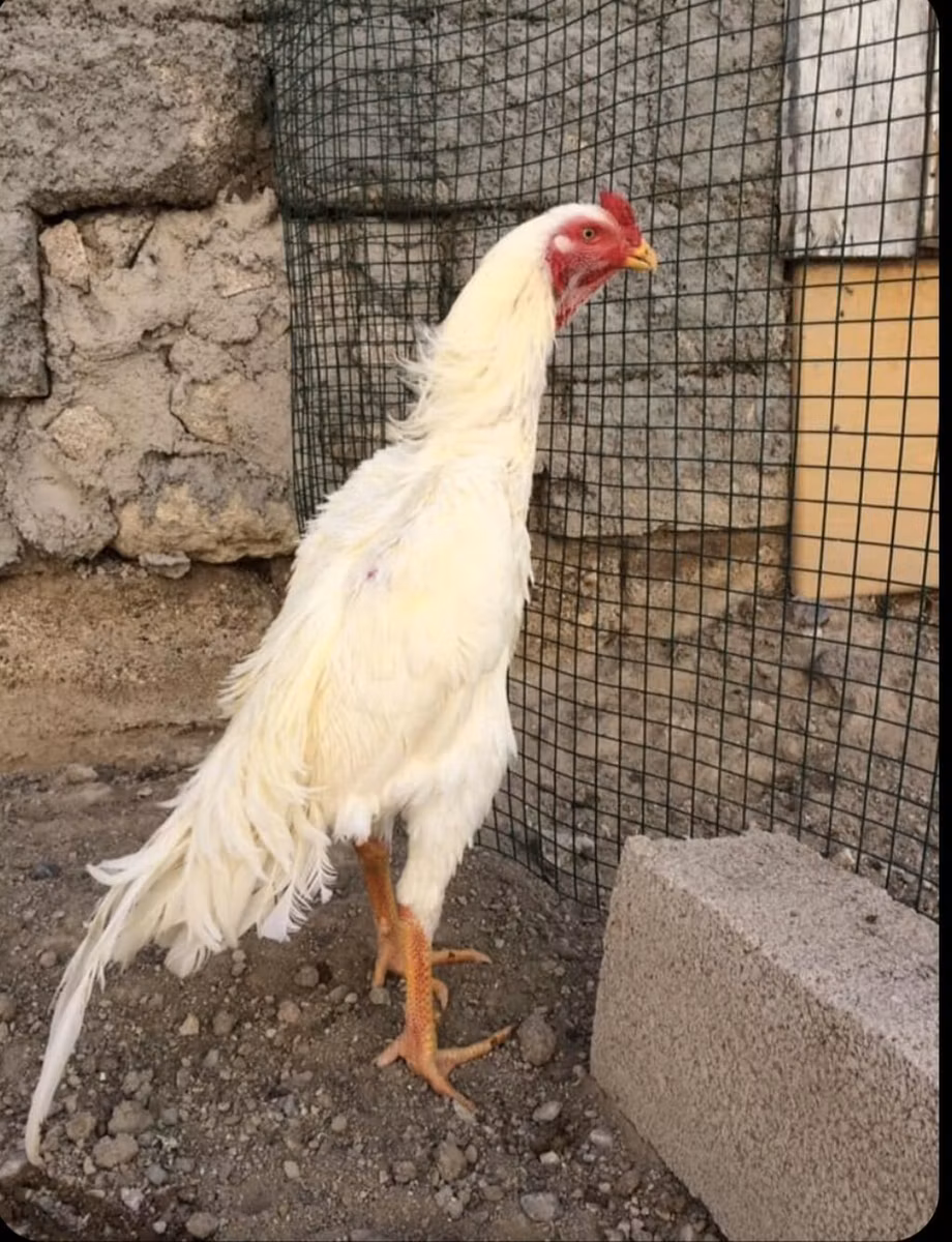 Malajski borac