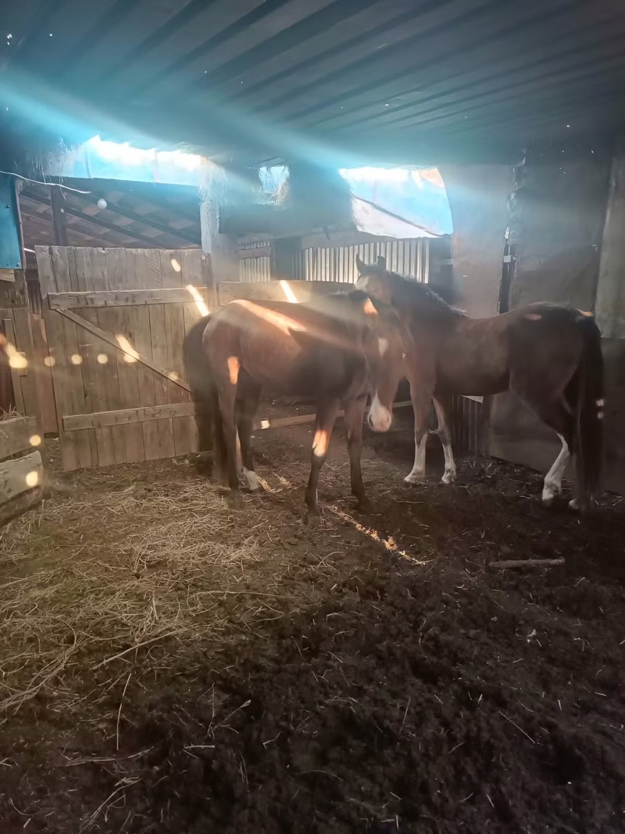 Horse breed