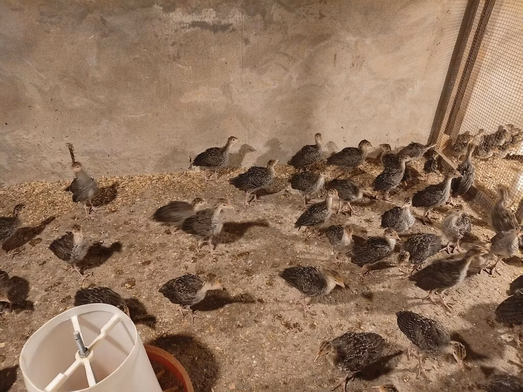 Širokogrudi Bela
