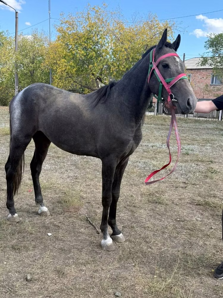 Orlov Trotter